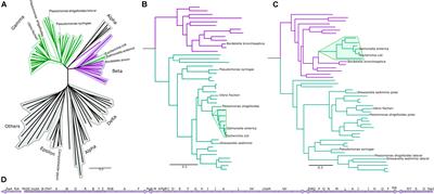 The “Jack-of-all-Trades” Flagellum From Salmonella and E. coli Was Horizontally Acquired From an Ancestral β-Proteobacterium